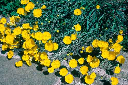 Ranunculus gramineus